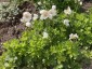 Anemone sylvestris - small image 4