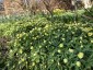 Anemone x lipsiensis 'Pallida' - small image 4