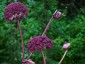 Angelica gigas - small image 4