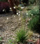 Anthericum ramosum - small image 4