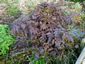 Anthriscus sylvestris 'Ravenswing' - small image 4