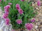 Anthyllis montana 'Rubra' AGM - small image 4
