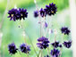 Aquilegia 'Black Barlow' - small image 4
