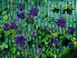 Aquilegia 'Blue Barlow' - small image 4