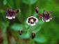 Aquilegia 'Magpie' - small image 4