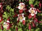 Aquilegia 'Red Hobbit' - small image 4