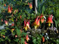 Aquilegia 'Tequila Sunrise' - small image 4