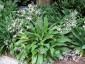 Arthropodium cirratum - small image 4