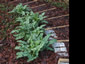 Arum italicum 'Pictum' - small image 4