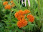 Asclepias tuberosa - small image 4