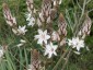 Asphodelus albus - small image 4