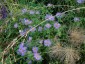 Aster frikartii 'Monch' - small image 4