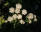 Astrantia major white - small image 4
