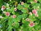 Astrantia maxima - small image 4
