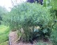 Baptisia minor - small image 4