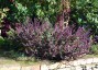 Basil 'African Blue' - small image 4