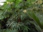 Begonia luxurians - small image 4