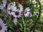 Berkheya purpurea - small image 4