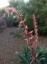 Beschorneria yuccoides - small image 4