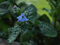 Borago pygmaea - small image 4