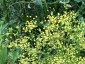 Bupleurum falcatum - small image 4