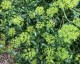 Bupleurum fruticosum - small image 4