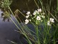 Butomus umbellatus - small image 4