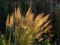 Calamagrostis brachytricha - small image 4