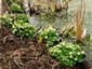 Caltha palustris 'Alba' - small image 4