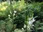 Camassia leichtlinii 'Alba' - small image 4