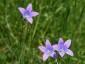 Campanula patula - small image 4