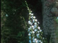 Campanula pyramidalis 'Alba' - small image 4