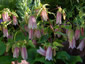 Campanula takesimana - small image 4