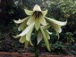 Cardiocrinum giganteum - small image 4