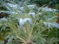 Cardoon - small image 4
