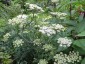 Cenolophium denudatum - small image 4