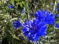 Centaurea cyanus - small image 4