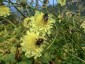 Cephalaria gigantea - small image 4