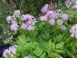 Chaerophyllum hirsutum 'Roseum' - small image 4