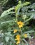 Chamaecrista fasciculata - small image 4