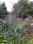 Cirsium canum - small image 4
