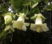 Cobaea scandens alba - small image 4