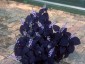 Coleus 'Palisandra' - small image 4