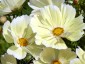 Cosmos bipinnatus 'Xanthos' - small image 4