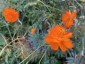 Cosmos sulphureus 'Diablo' - small image 4