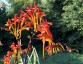 Crocosmia paniculata ex 'Cally Sword' - small image 4