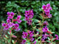 Cuphea viscossisima - small image 4
