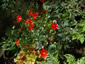 Dahlia coccinea - small image 4