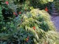 Dahlia coccinea var. palmeri - small image 4
