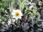 Dahlia ex 'Twynings After Eight' - small image 4